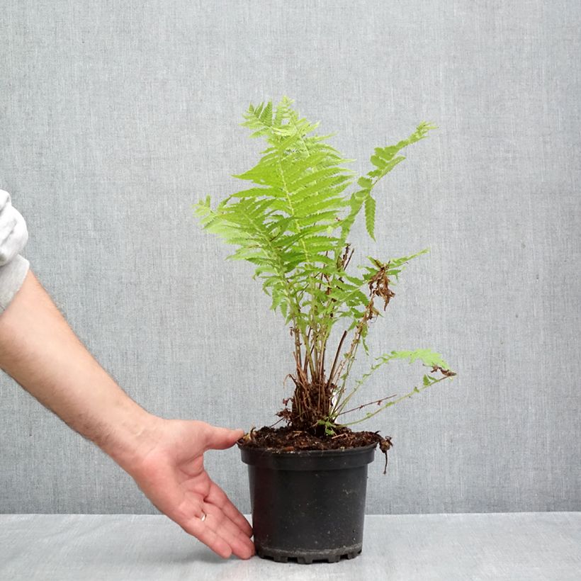 Esemplare di Matteuccia struthiopteris - Felce penna di struzzo Vaso da 2L/3L come consegnato in autunno