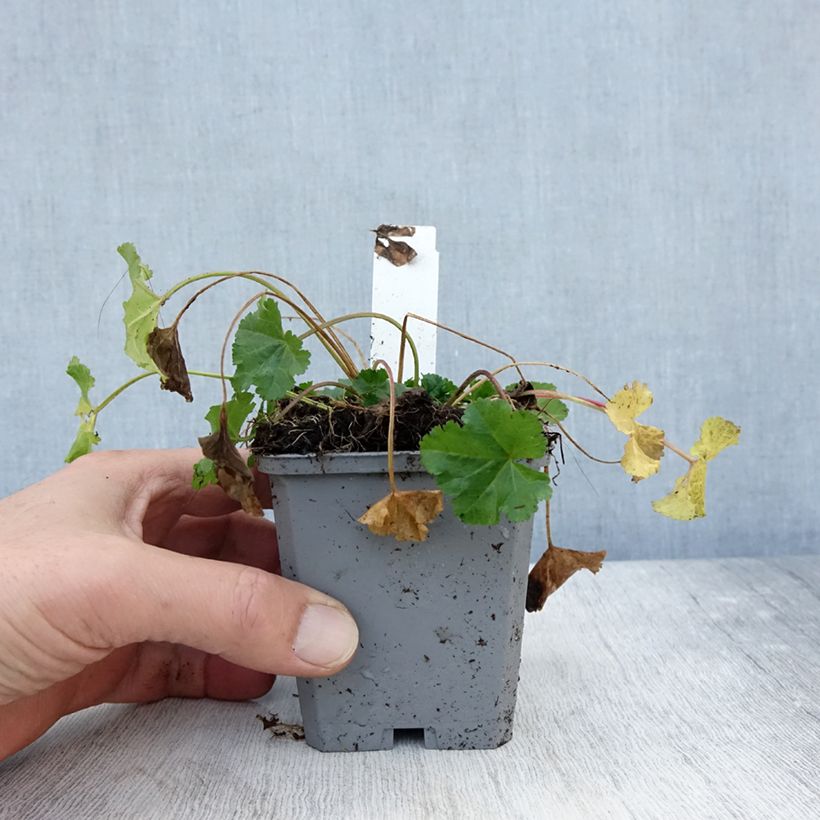 Esemplare di Malva moschata Alba - Malva muschiata Vasetto da 7/8 cm come consegnato in autunno