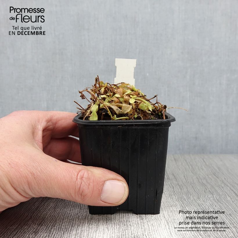 Esemplare di Mazus reptans Albus Vasetto da 8/9 cm come consegnato in autunno