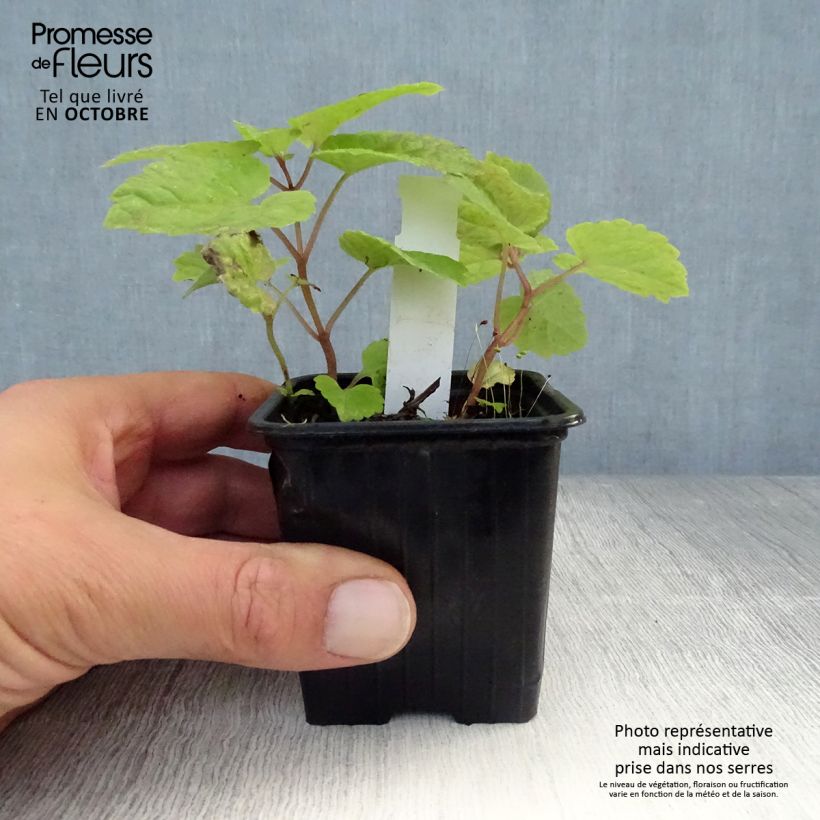 Esemplare di Meehania urticifolia Japan Blau Vasetto da 8/9 cm come consegnato in autunno