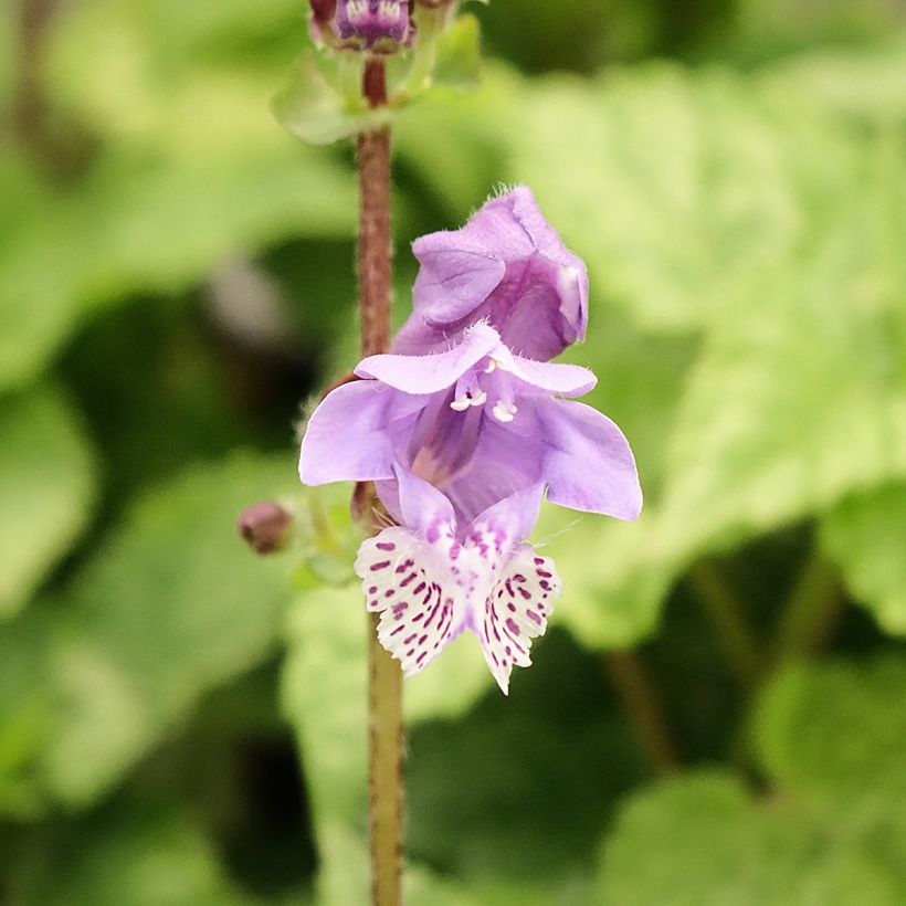 Meehania urticifolia Japan Blau (Fioritura)