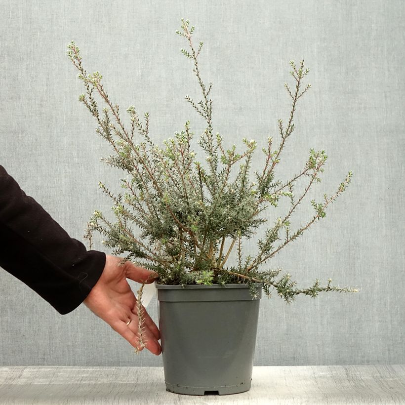 Esemplare di Melaleuca squamea Vaso da 3L/4L come consegnato in autunno