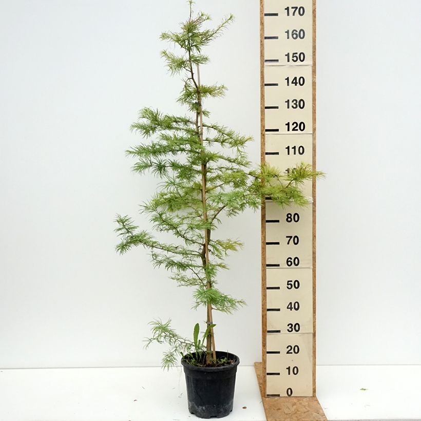 Esemplare di Pseudolarix amabilis - Pseudolarice Vaso da 7,5L/10L consegnato in estate
