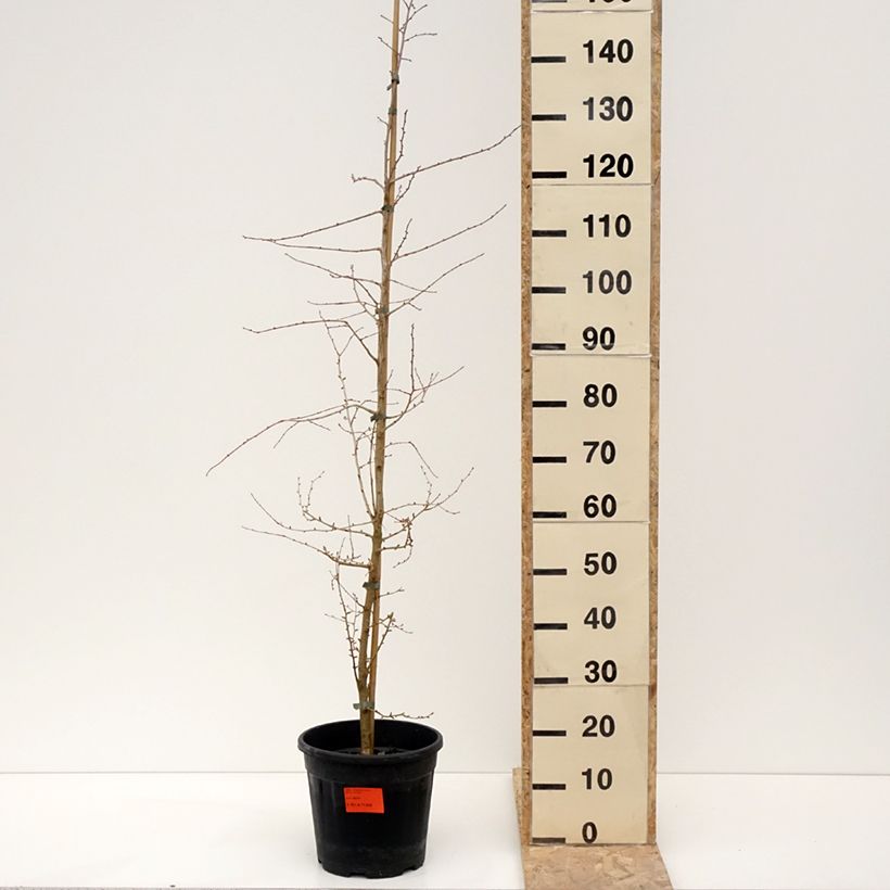 Pseudolarix amabilis - Pseudolarice Vaso da 7,5L/10L esemplare consegnato in inverno