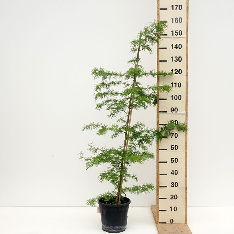 Pseudolarix amabilis - Pseudolarice Vaso da 7,5L/10L esemplare consegnato in primavera