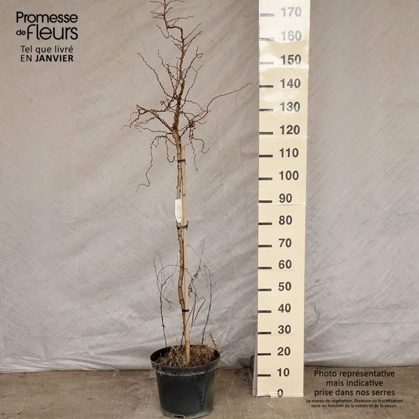 Larix kaempferi Diana Vaso da 12L/15L esemplare consegnato in inverno