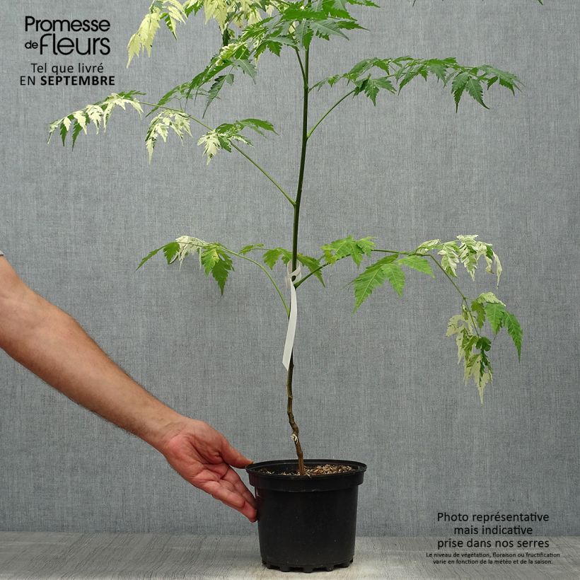 Esemplare di Melia azedarach Jade Snowflake - Albero da rosari Vaso da 2L/3L come consegnato in autunno
