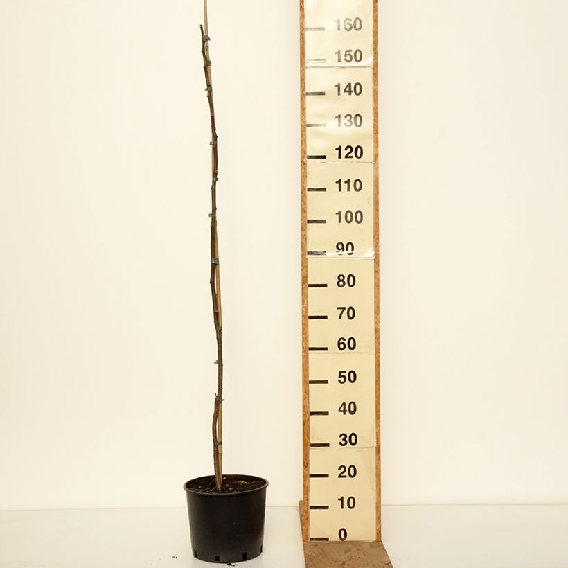 Melia azedarach - Albero da rosari Vaso da 7,5L/10L esemplare consegnato in inverno