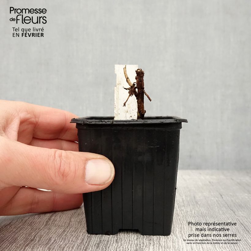 Melianthus major - Melianto maggiore Vasetto da 8/9 cm esemplare consegnato in inverno