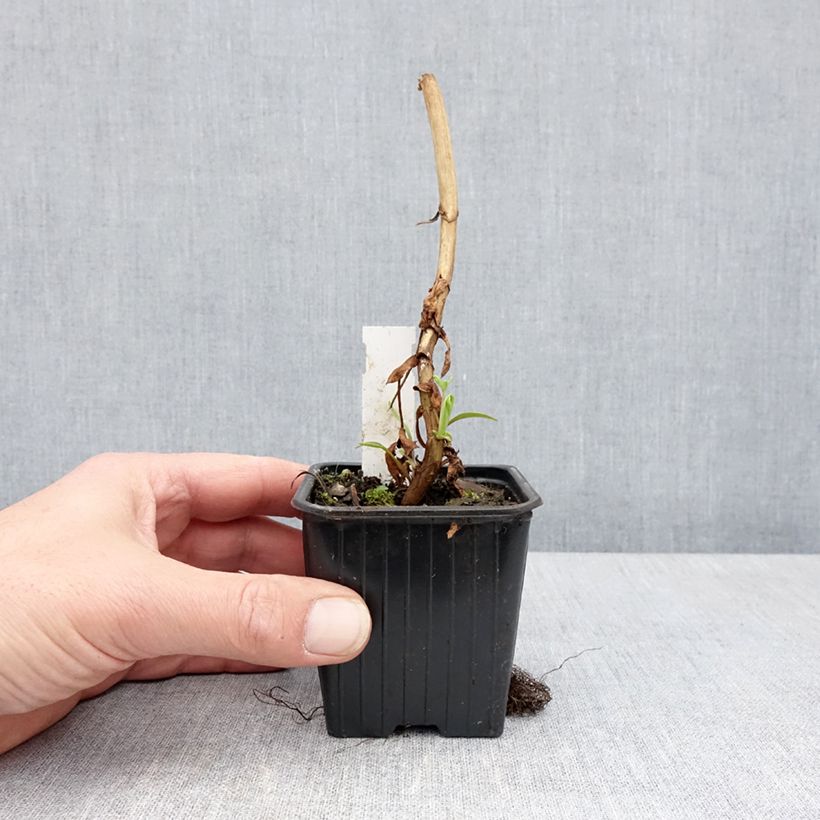 Melianthus major - Melianto maggiore Vasetto da 8/9 cm esemplare consegnato in primavera