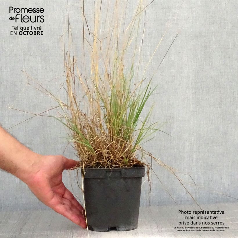 Esemplare di Melica ciliata - Melica barbata Vaso da 2L/3L come consegnato in autunno