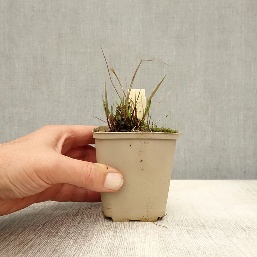 Esemplare di Melica nutans - Melica delle faggete Vasetto da 8/9 cm come consegnato in autunno