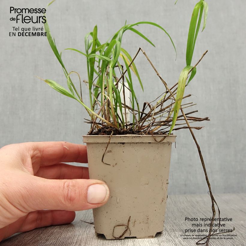 Melica nutans - Melica delle faggete Vasetto da 8/9 cm esemplare consegnato in inverno