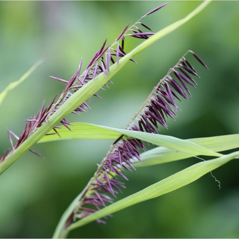 Melica altissima Atropurpurea (Fioritura)
