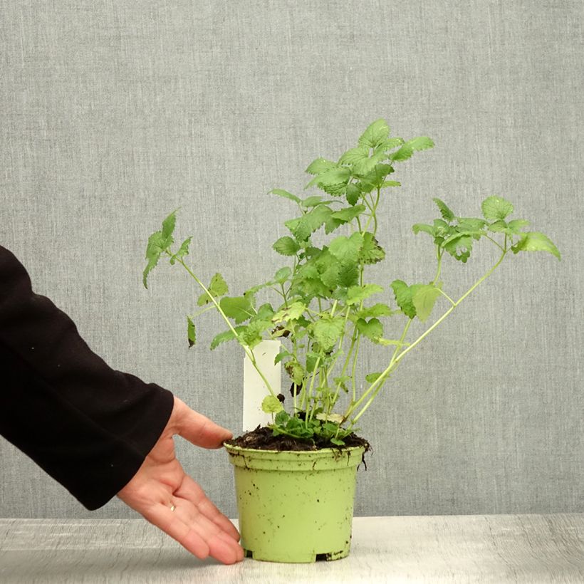 Esemplare di Melissa officinalis Bio - Melissa vera Vaso da 1,5L/2L come consegnato in autunno