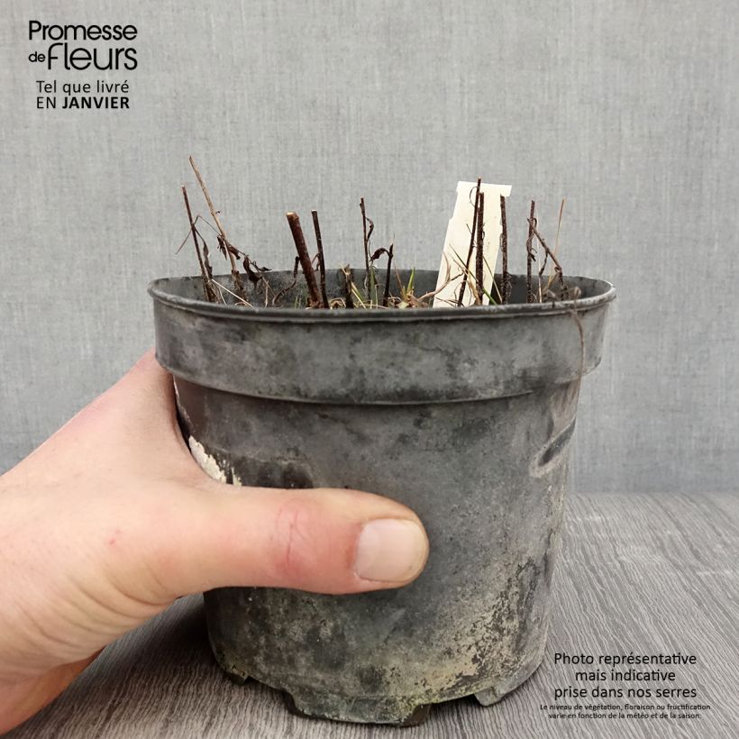 Melittis melissophyllum Alba Vaso da 2L/3L esemplare consegnato in inverno