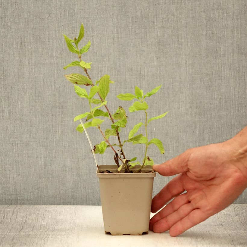 Esemplare di Melittis melissophyllum - Erba limona comune Vasetto da 8/9 cm consegnato in estate