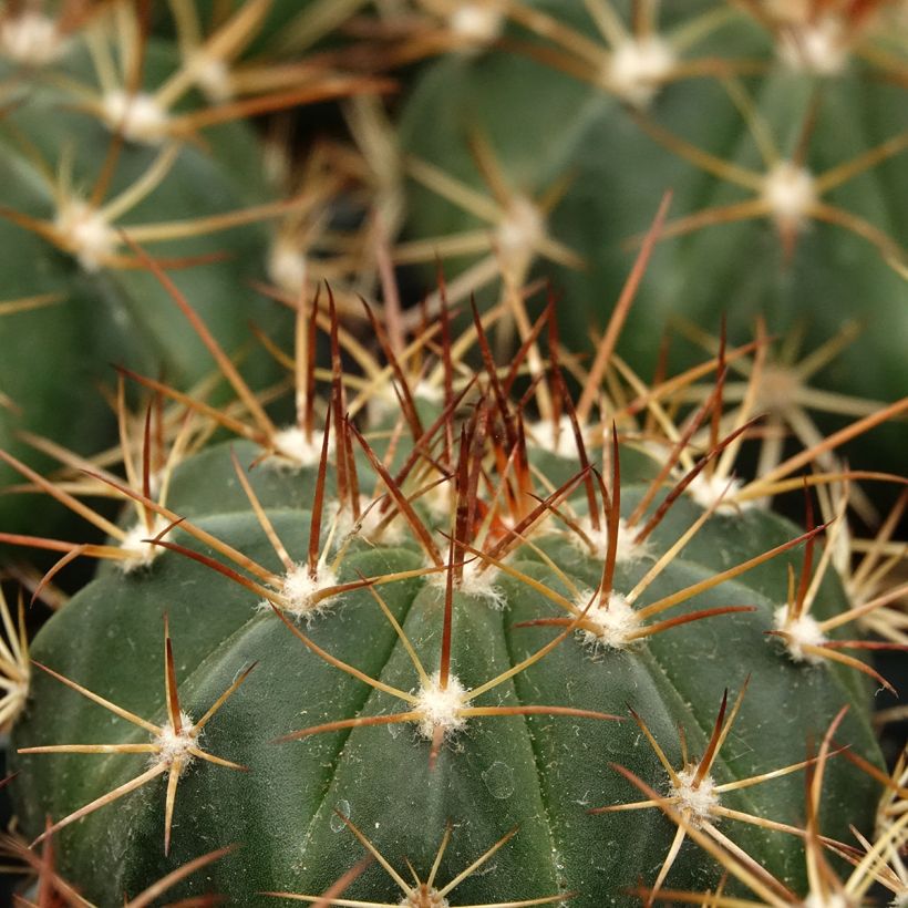 Cactus- Melocactus azureus (Fogliame)