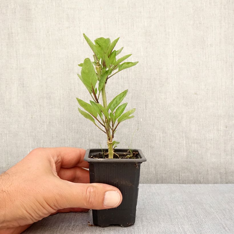 Esemplare di Pepino - Solanum muricatum Vasetto da 7/8 cm come consegnato in autunno