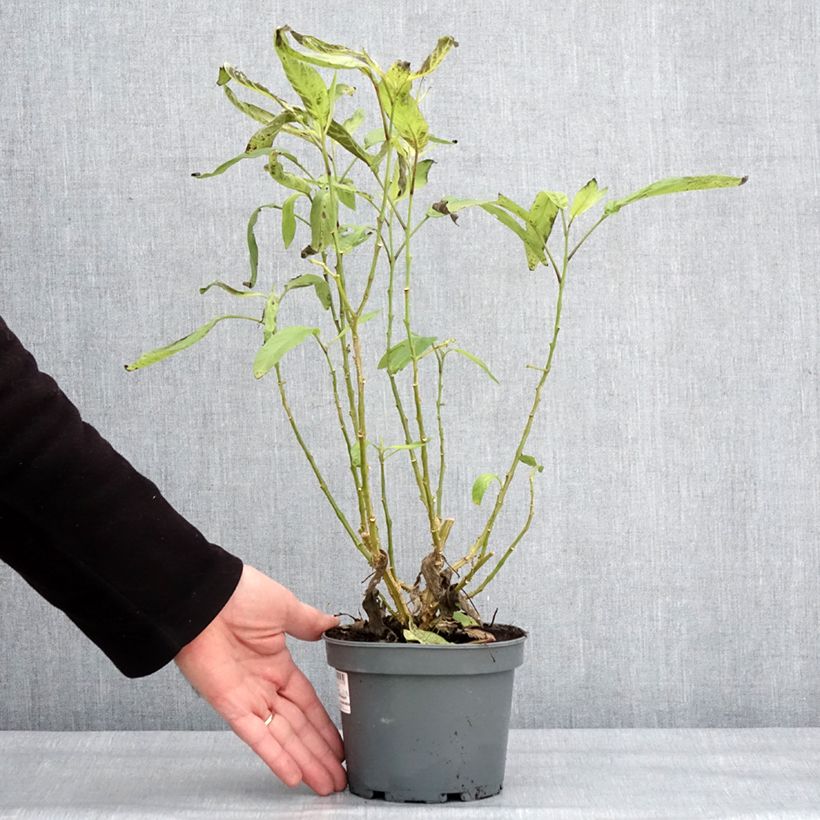 Pepino - Solanum muricatum Vaso da 1,5L/2L esemplare consegnato in inverno