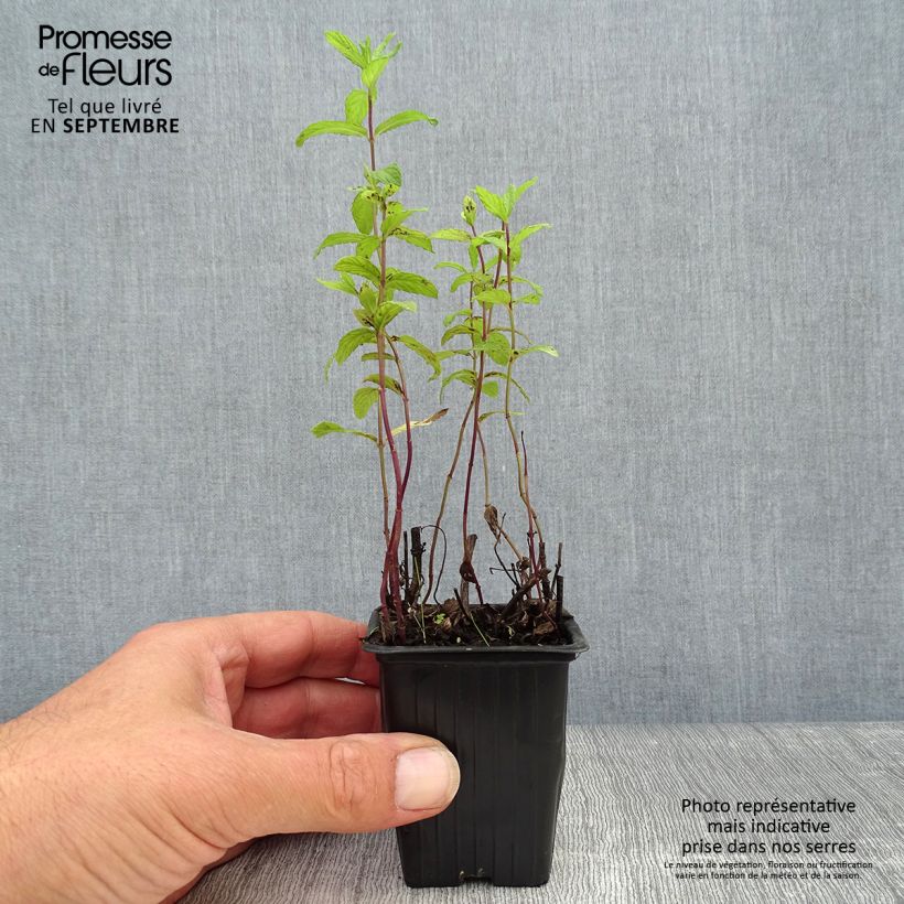 Esemplare di Mentha Algerienne Bio - Menta algerina Vasetto da 7/8 cm come consegnato in autunno