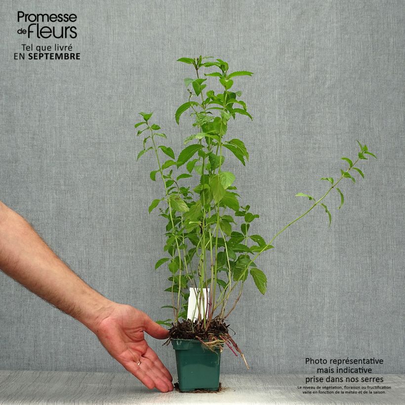 Esemplare di Mentha piperita Citaro - Menta piperita Vaso da Ø 10 cm/11 cm come consegnato in autunno