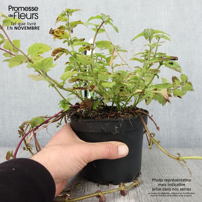 Esemplare di Mentha aquatica - Menta d'acqua Vaso da 1,5L/2L come consegnato in autunno