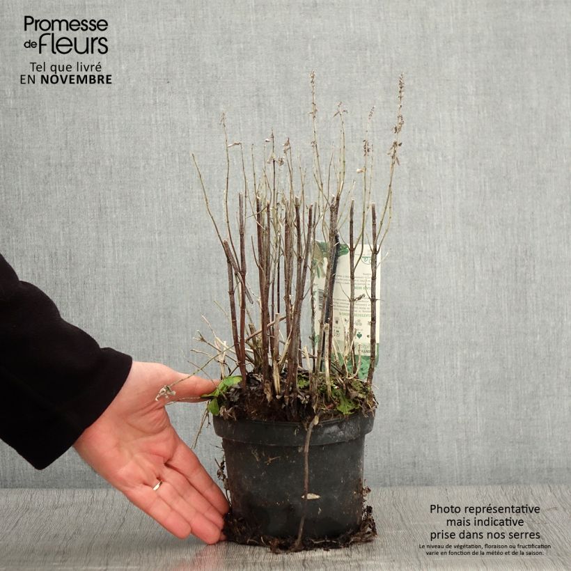 Esemplare di Mentha asiatica Var Asiatica - Menta asiatico Vaso da 1,5L/2L come consegnato in autunno