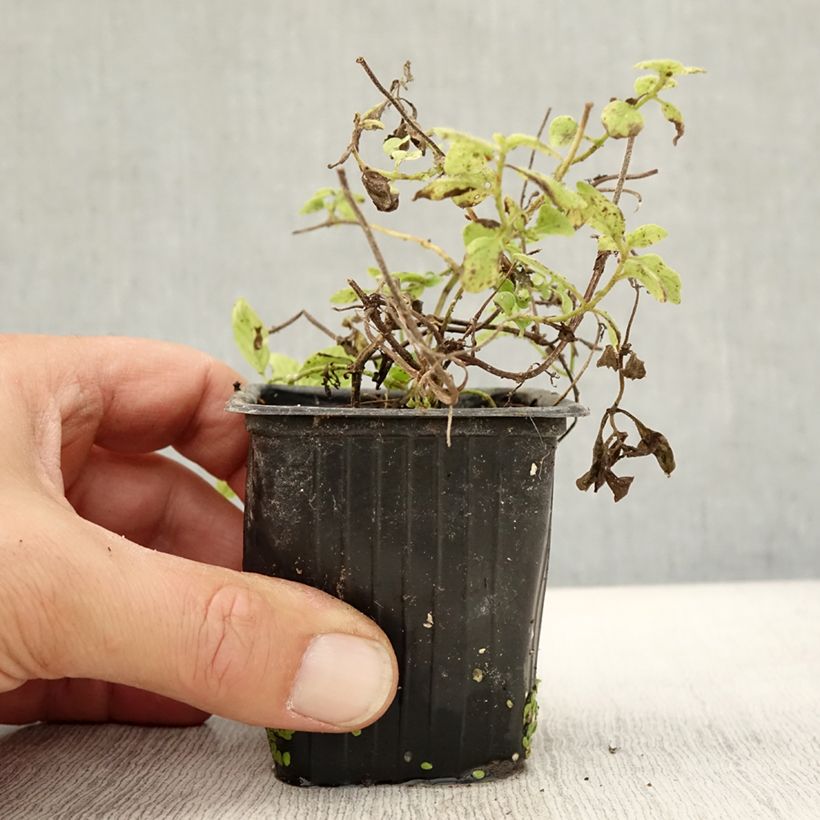 Esemplare di Mentha arvensis Banana Bio - Menta campestre Vasetto da 8/9 cm come consegnato in autunno