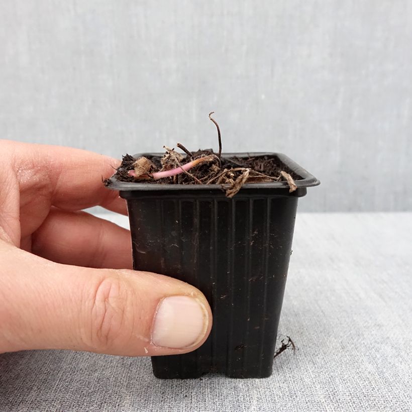 Mentha arvensis Banana Bio - Menta campestre Vasetto da 8/9 cm esemplare consegnato in inverno