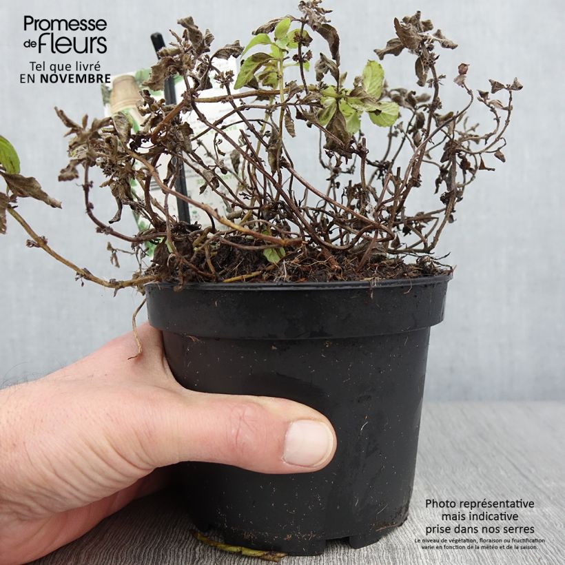 Esemplare di Mentha arvensis Banana - Menta campestre Vaso da 1,5L/2L come consegnato in autunno