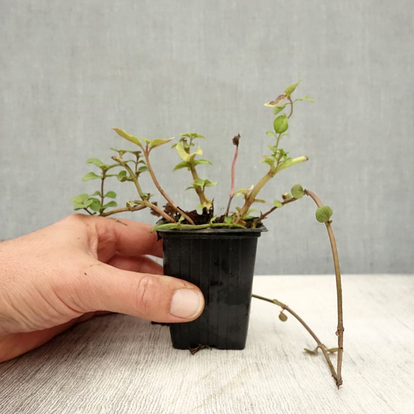 Esemplare di Mentha citrata Bergamote Bio - Menta bergamotto Vasetto da 8/9 cm come consegnato in autunno