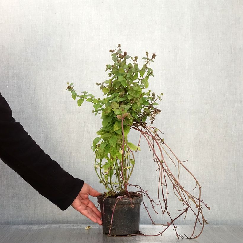 Esemplare di Mentha citrata Bergamote Bio - Menta bergamotto Vaso da 2L/3L come consegnato in autunno