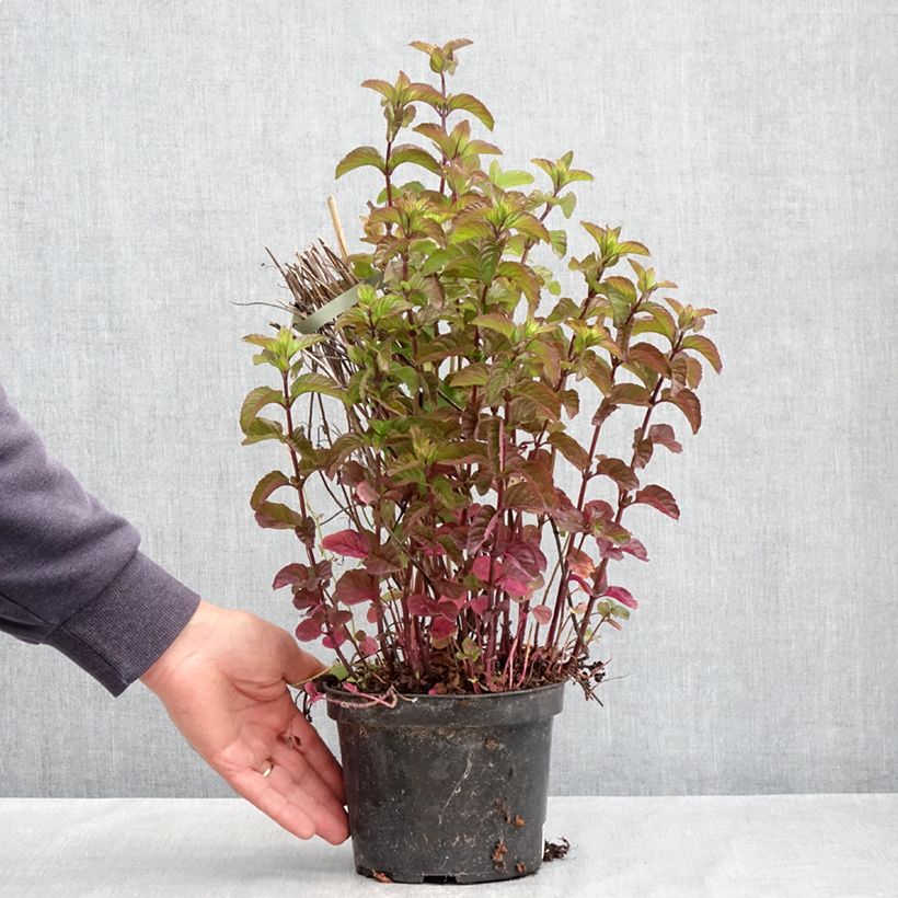 Mentha&#x20;citrata&#x20;Bergamote&#x20;Bio&#x20;-&#x20;Menta&#x20;bergamotto&#x20;Vaso&#x20;da&#x20;2L&#x2F;3L&#x20;esemplare&#x20;consegnato&#x20;in&#x20;primavera