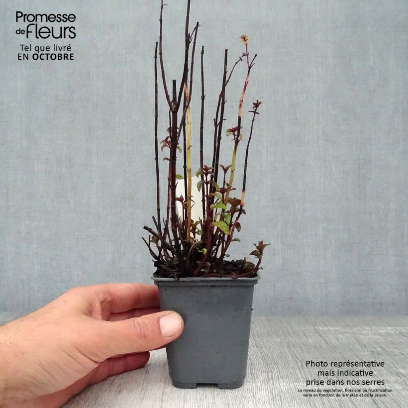 Esemplare di Mentha x piperita Citrata - Menta piperita Vasetto da 8/9 cm come consegnato in autunno