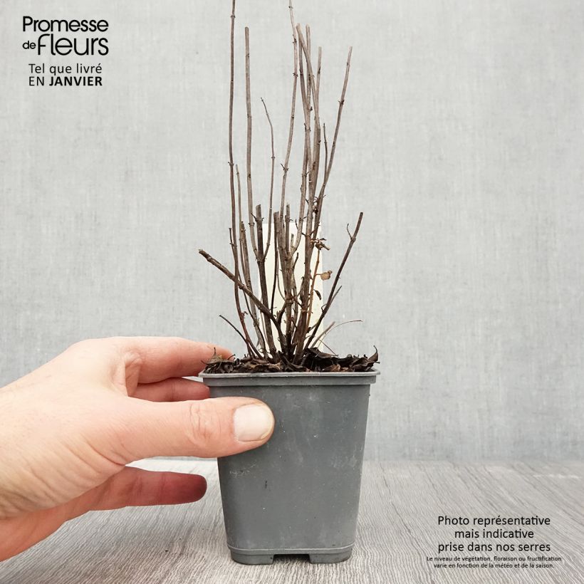 Mentha x piperita Citrata - Menta piperita Vasetto da 8/9 cm esemplare consegnato in inverno