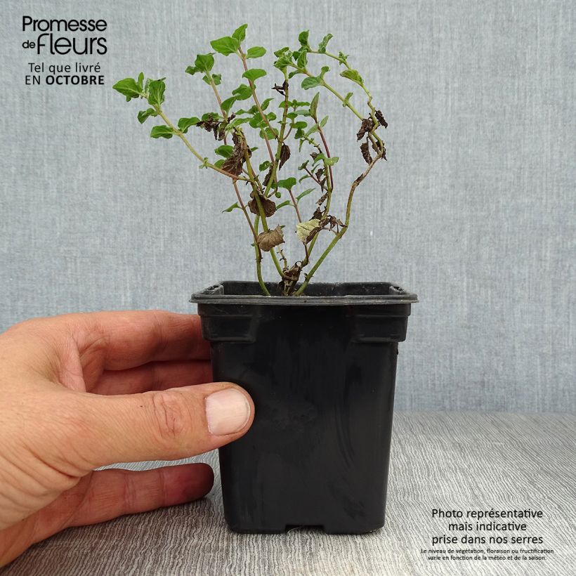 Esemplare di Mentha piperata officinalis Alba Bio - Menta piperita Vasetto da 8/9 cm come consegnato in autunno
