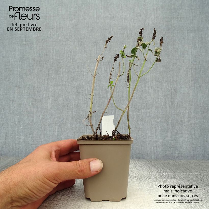 Esemplare di Mentha buddleiana - Menta Vasetto da 8/9 cm come consegnato in autunno