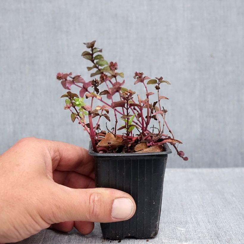 Esemplare di Mentha piperita Chartreuse Bio - Menta piperita Vasetto da 8/9 cm come consegnato in autunno