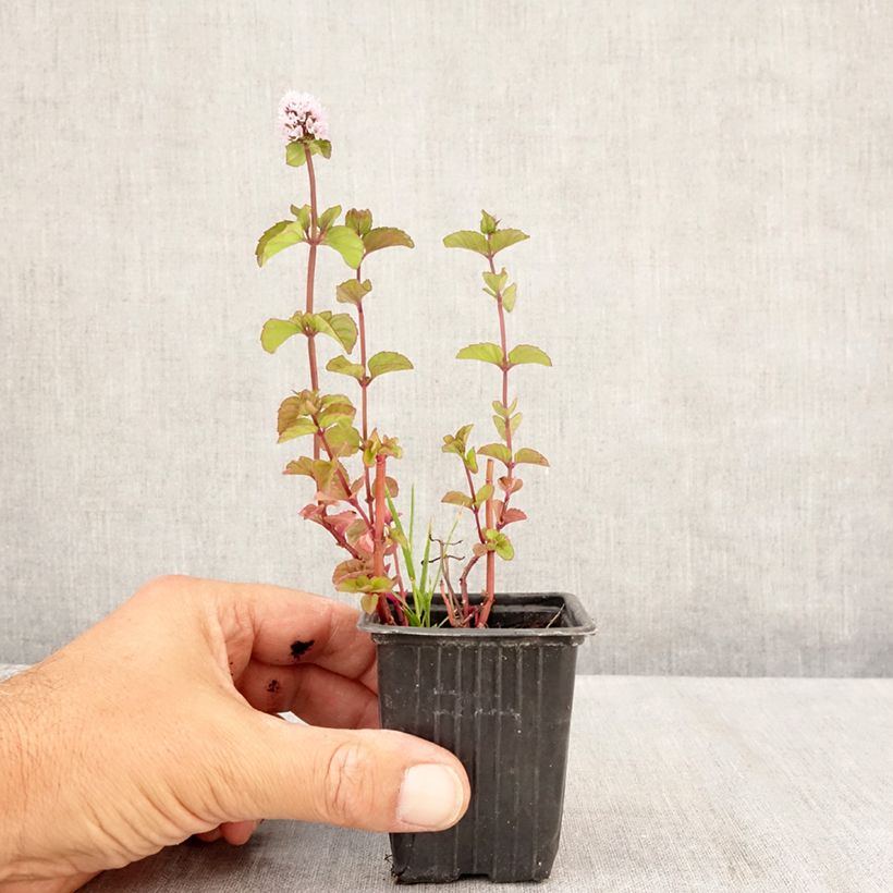 Esemplare di Mentha piperita Chartreuse Bio - Menta piperita Vasetto da 8/9 cm consegnato in estate