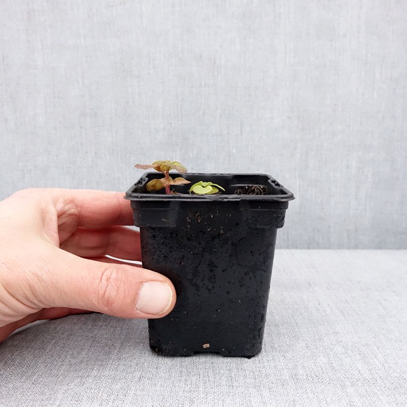 Mentha piperita Chartreuse Bio - Menta piperita Vasetto da 8/9 cm esemplare consegnato in inverno