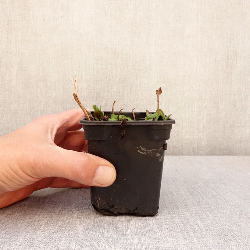 Mentha piperita Chartreuse Bio - Menta piperita Vasetto da 8/9 cm esemplare consegnato in primavera