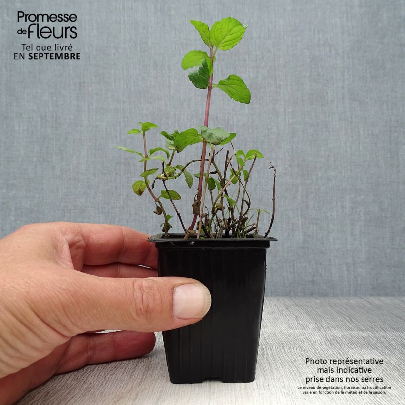 Esemplare di Mentha piperita schocominze - Menta piperita Vasetto da 8/9 cm come consegnato in autunno