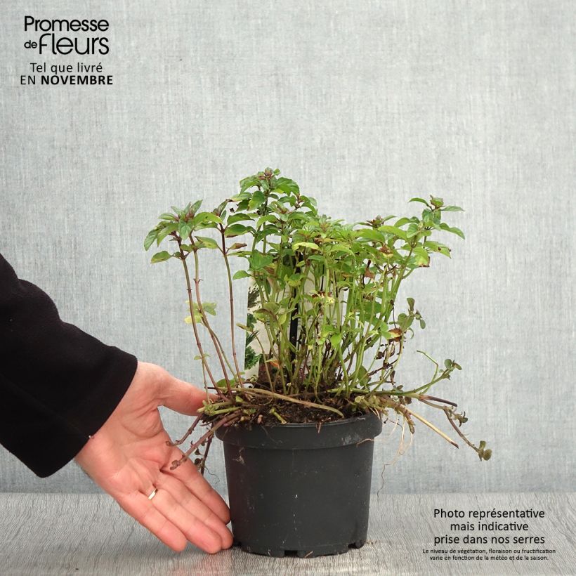 Esemplare di Mentha piperita schocominze - Menta piperita Vaso da 1,5L/2L come consegnato in autunno