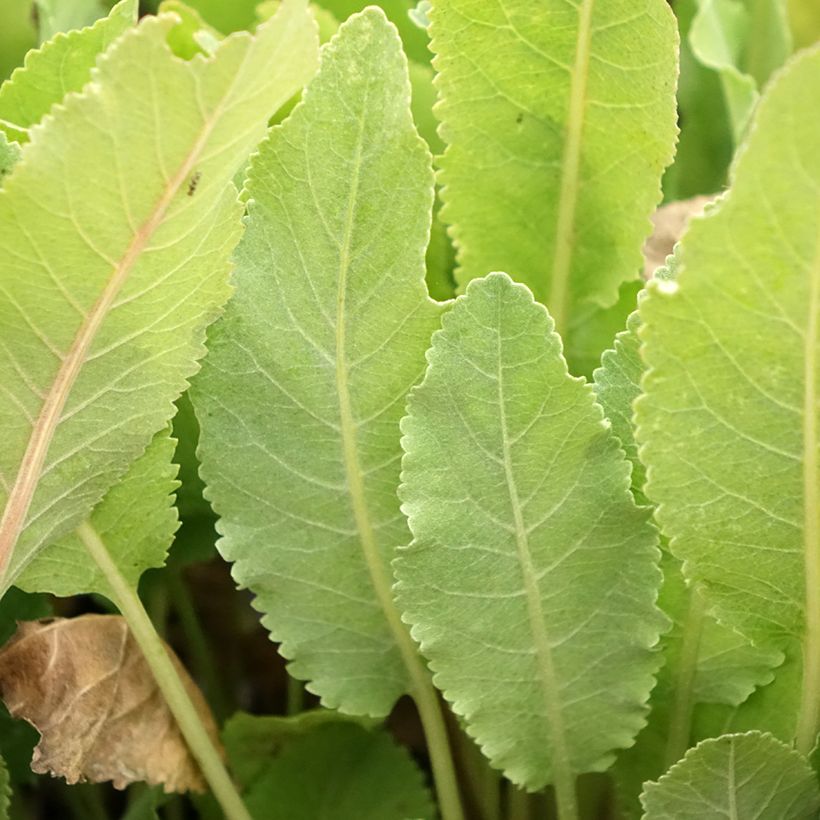 Tanacetum balsamita - Erba-amara balsamica (Fogliame)