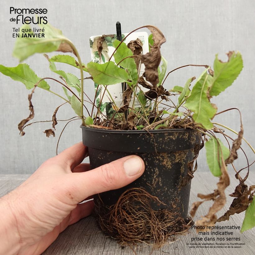 Tanacetum balsamita - Erba-amara balsamica Vaso da 1,5L/2L esemplare consegnato in inverno