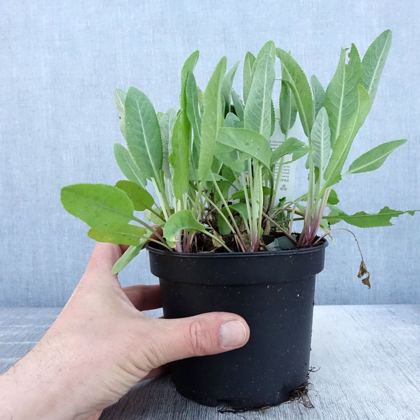 Tanacetum balsamita - Erba-amara balsamica Vaso da 1,5L/2L esemplare consegnato in primavera