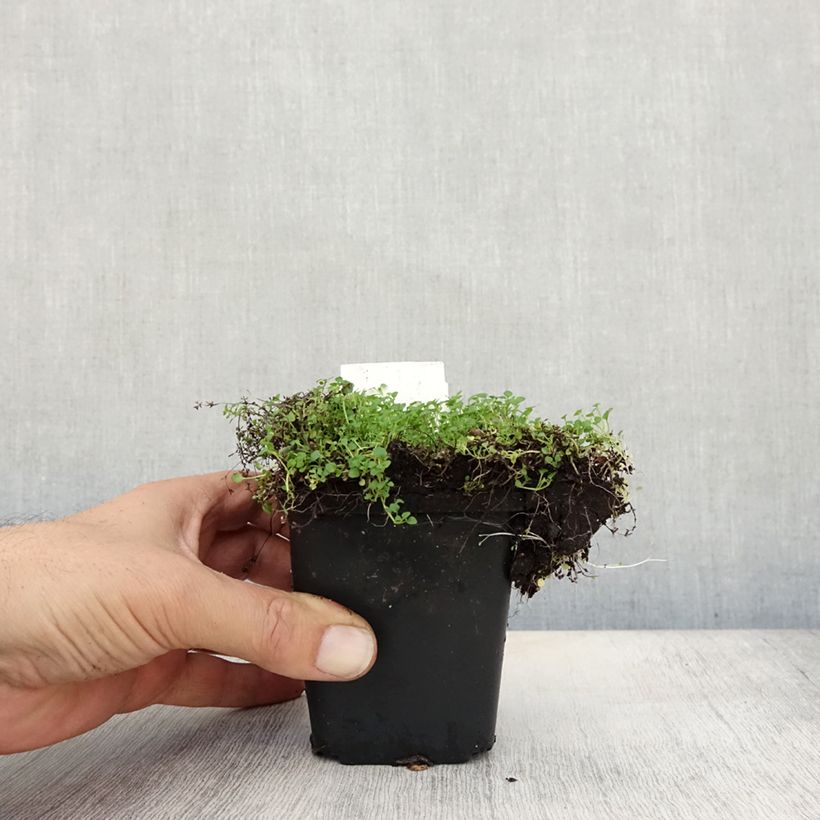Esemplare di Mentha requienii - Menta Vasetto da 8/9 cm come consegnato in autunno