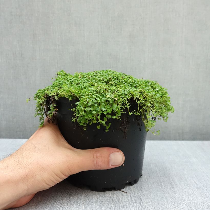 Esemplare di Mentha requienii - Menta Vaso da 2L/3L come consegnato in autunno