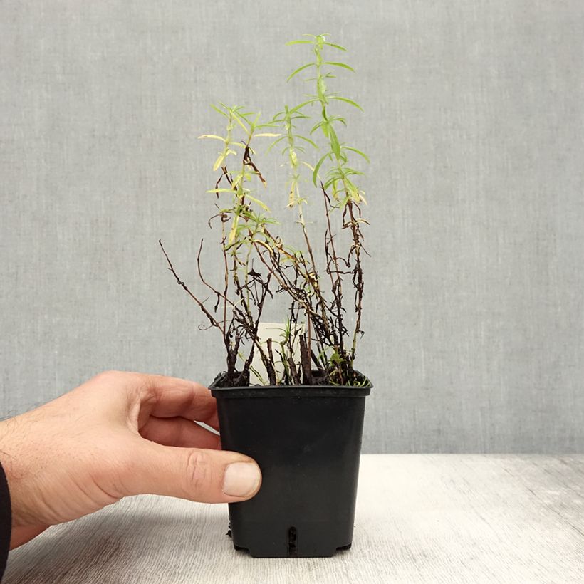 Esemplare di Mentha cervina - Menta cervina Vasetto da 8/9 cm come consegnato in autunno